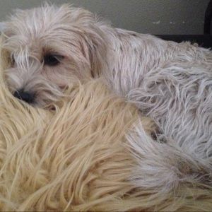 Meet your Posher, Pamela